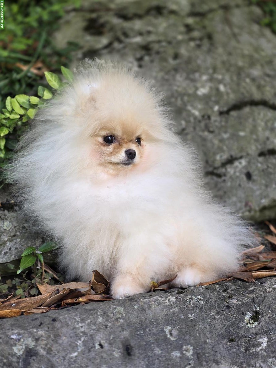 Bild 9: Süße Pomeranian Zwergspitz Welpen ab sofort abgabebereit