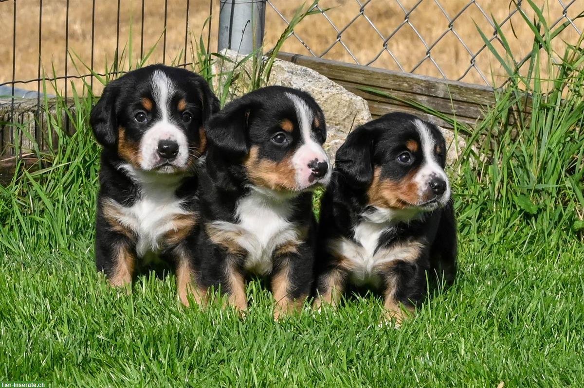 Entlebucher Sennenhunde Welpen mit FCI-Abstammungsurkunde