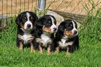 Entlebucher Sennenhunde Welpen mit FCI-Abstammungsurkunde