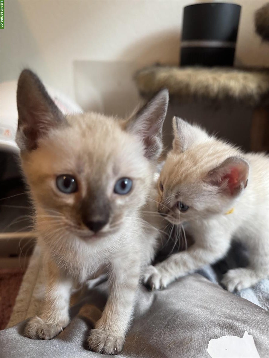 Verschmuste Bengal Kitten CH Zucht mit Stammbaum