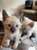 Verschmuste Bengal Kitten CH Zucht mit Stammbaum