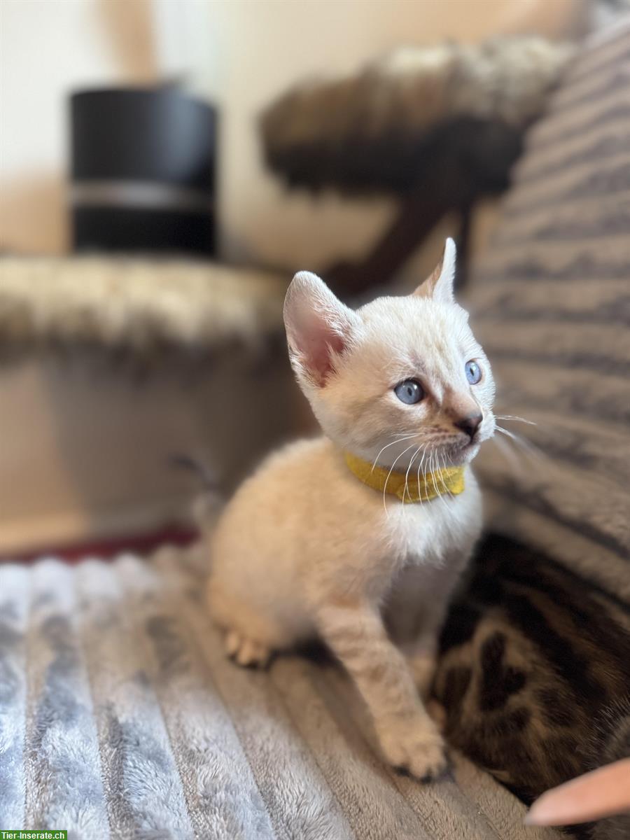 Bild 2: Verschmuste Bengal Kitten CH Zucht mit Stammbaum