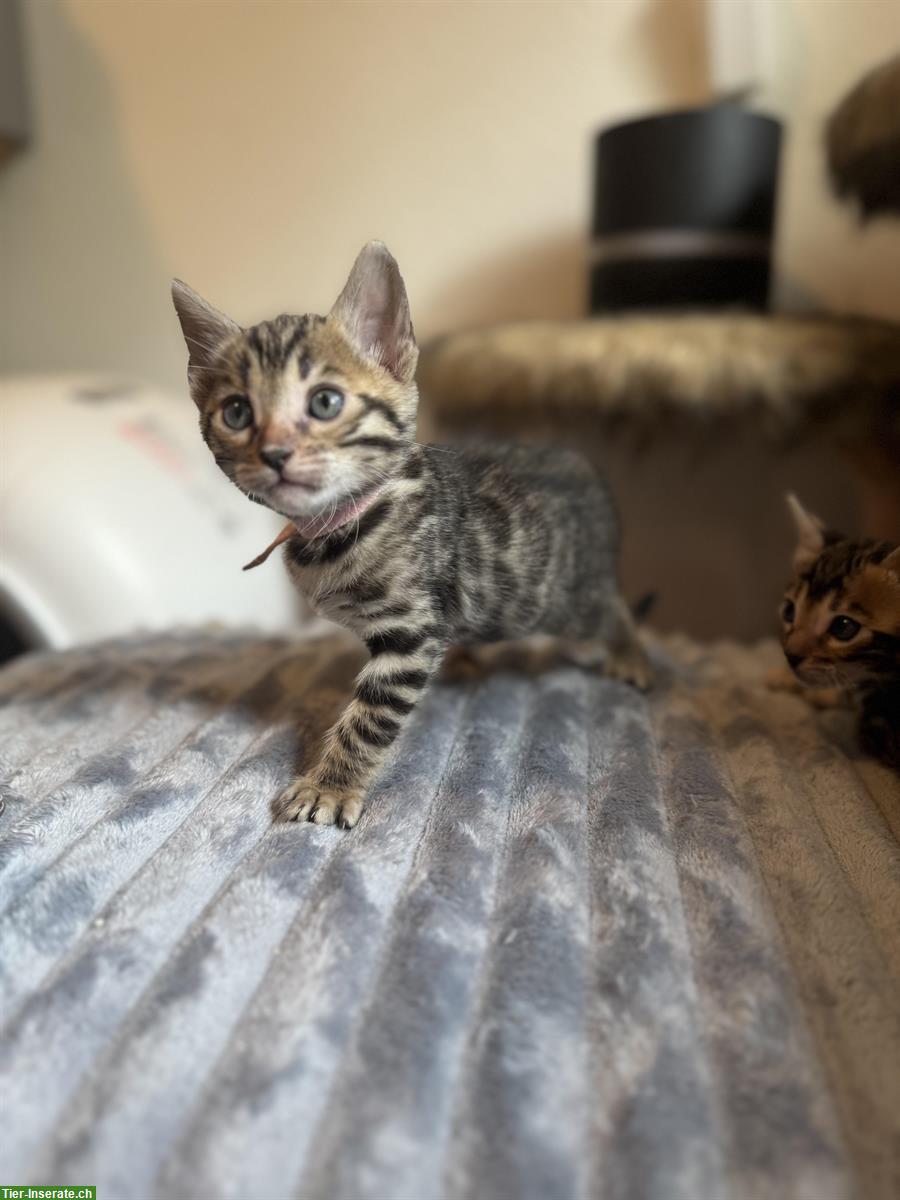 Bild 3: Verschmuste Bengal Kitten CH Zucht mit Stammbaum