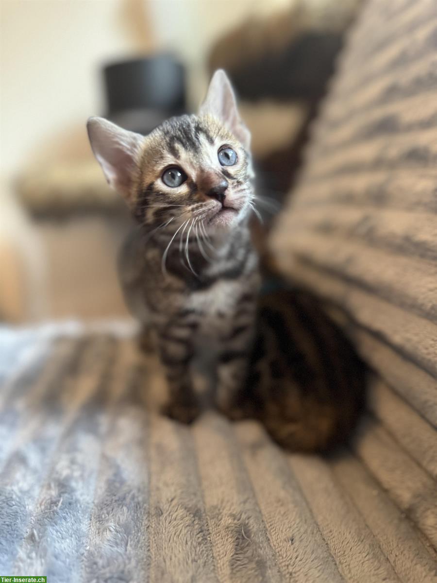 Bild 4: Verschmuste Bengal Kitten CH Zucht mit Stammbaum