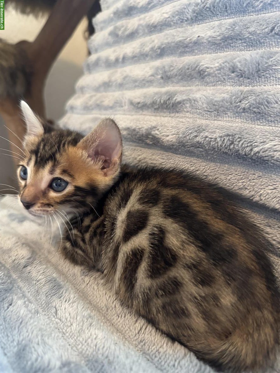 Bild 6: Verschmuste Bengal Kitten CH Zucht mit Stammbaum