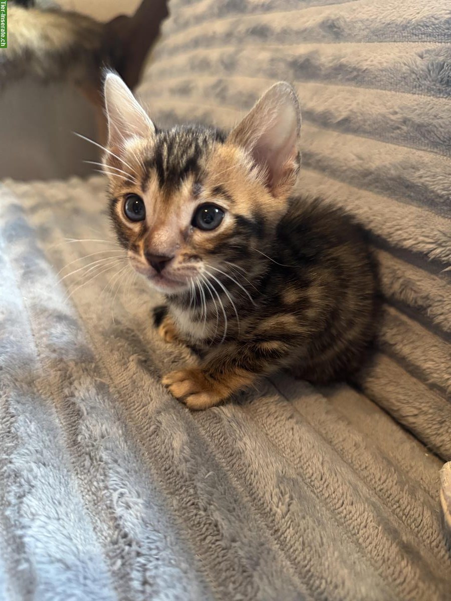 Bild 7: Verschmuste Bengal Kitten CH Zucht mit Stammbaum