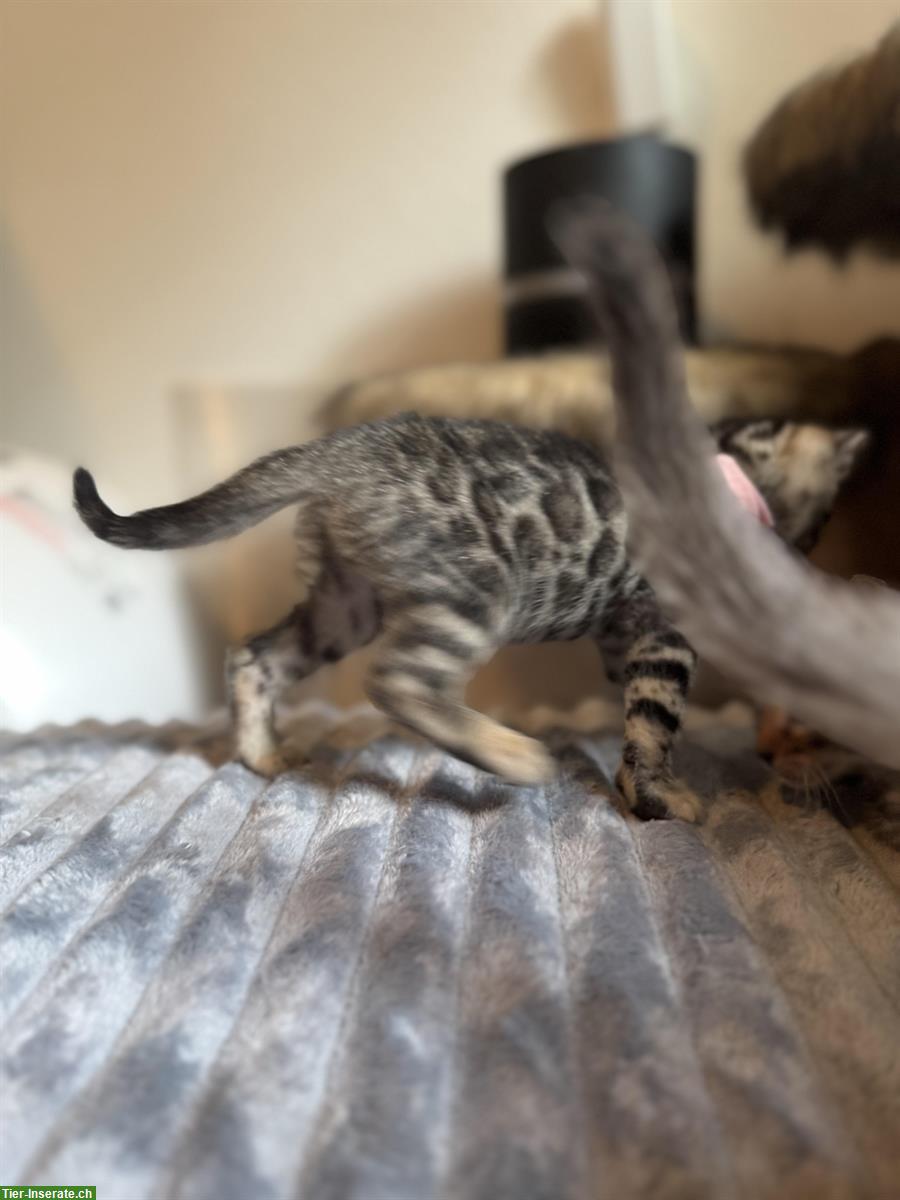 Bild 8: Verschmuste Bengal Kitten CH Zucht mit Stammbaum