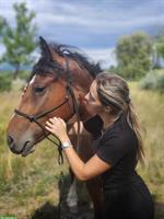 Curly Horse Wallach, ein Traumpony mit Lockenfell