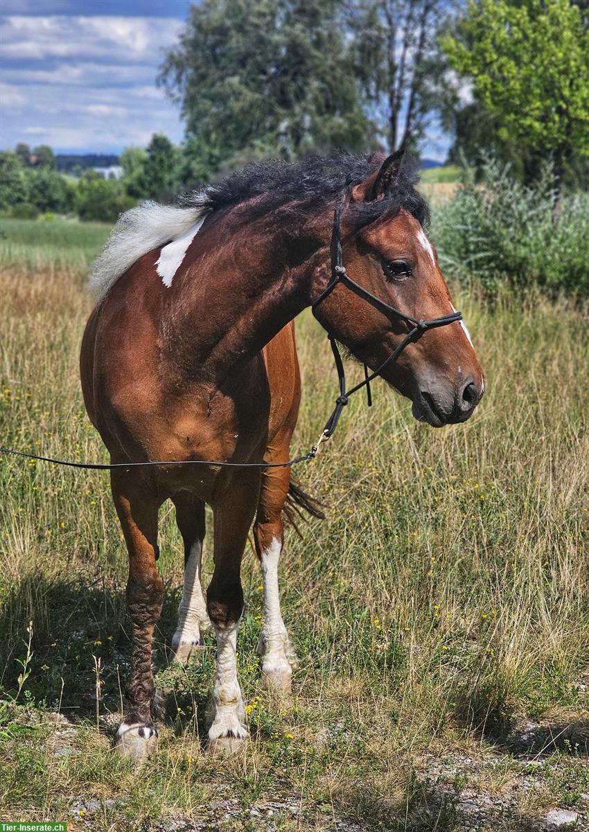 Bild 2: Curly Horse Wallach, ein Traumpony mit Lockenfell