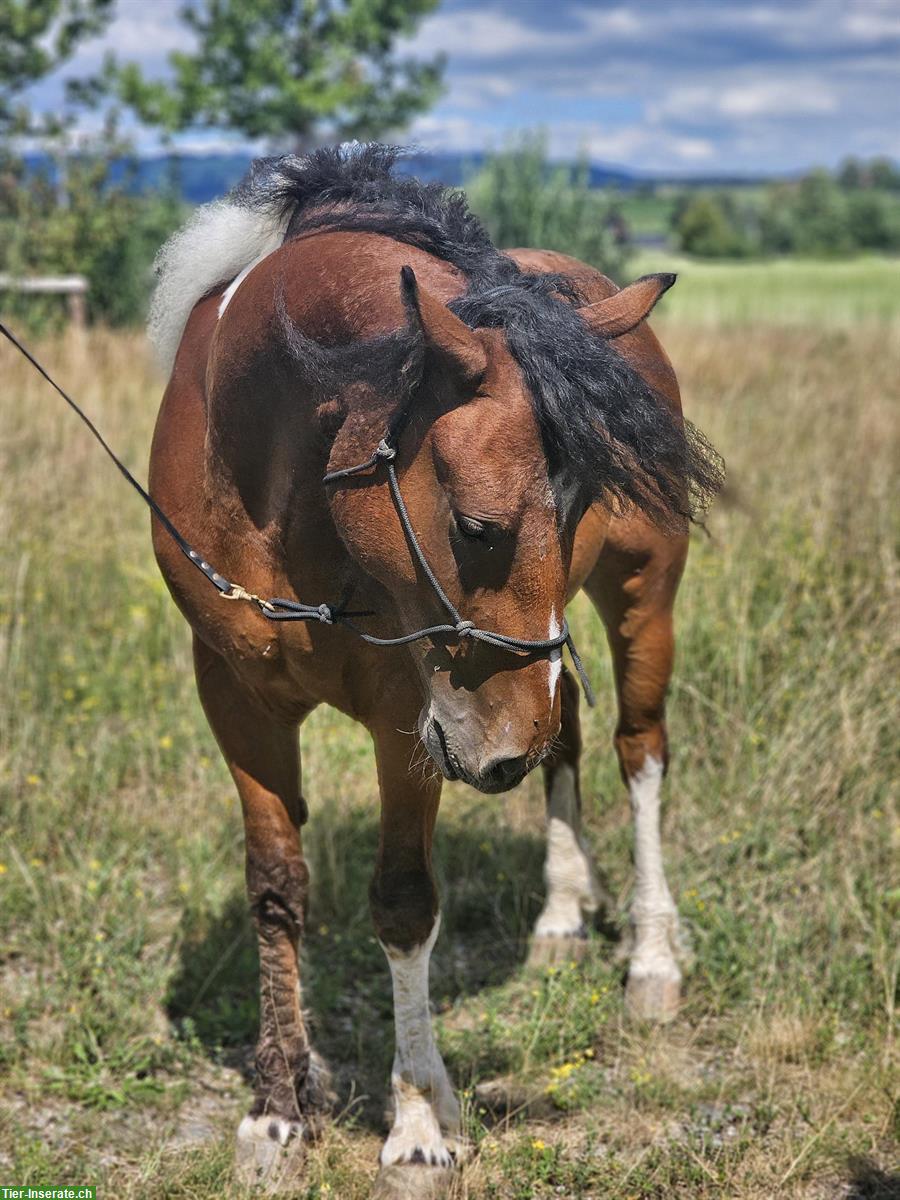 Bild 4: Curly Horse Wallach, ein Traumpony mit Lockenfell