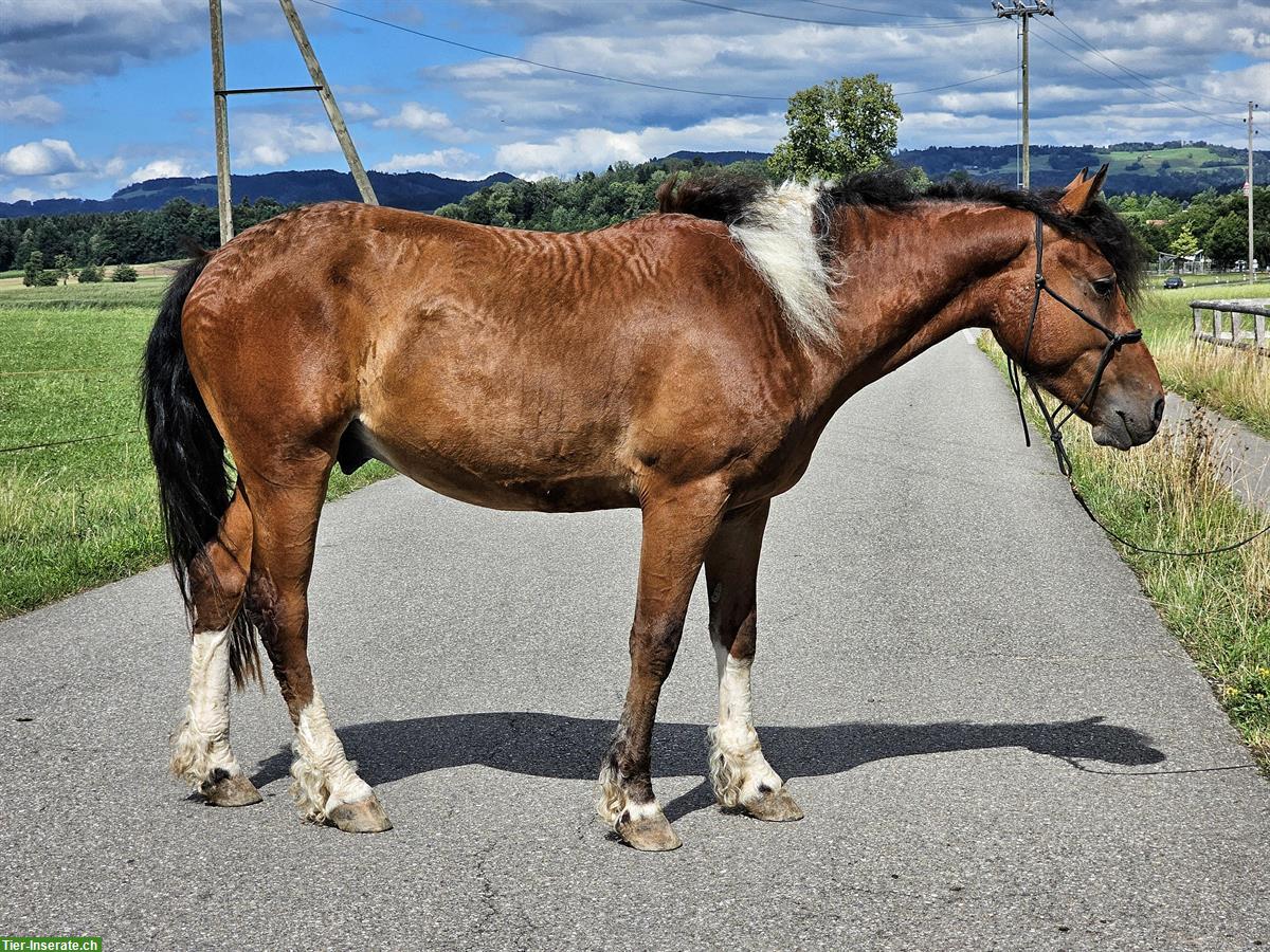 Bild 5: Curly Horse Wallach, ein Traumpony mit Lockenfell
