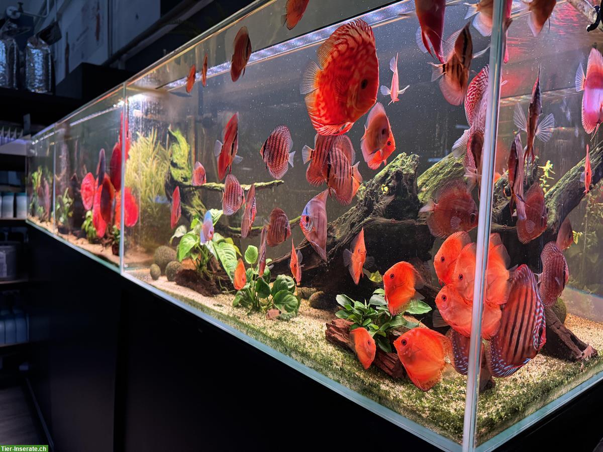 Bild 4: Suchen Tierpfleger/-in EFZ 20-40% für unsere Aquaristik Abteilung