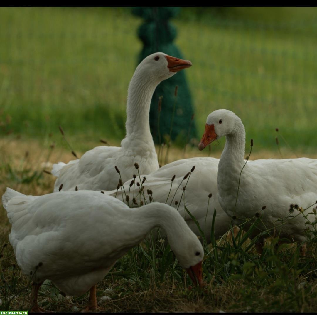 Diepholzer Gänsefamilie (5 Tiere) zu verkaufen