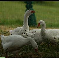 Diepholzer Gänsefamilie (5 Tiere) zu verkaufen