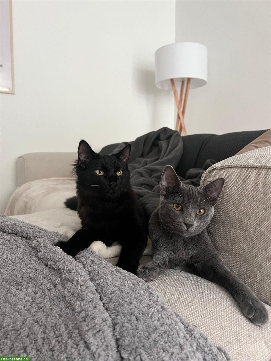 2 Kater (Brüder, kastriert) suchen ein Zuhause mit Freigang