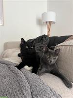 2 Kater (Brüder, kastriert) suchen ein Zuhause mit Freigang