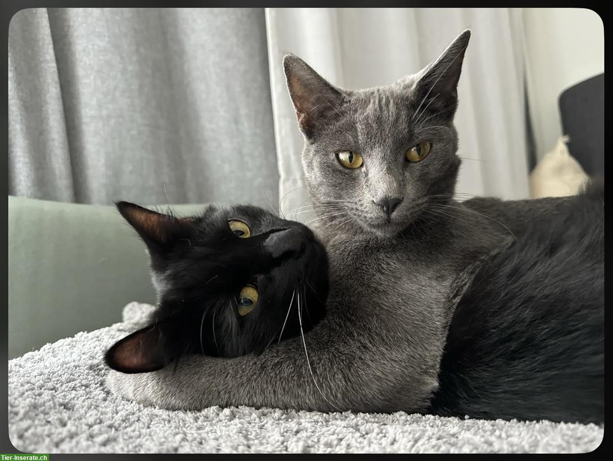 Bild 2: 2 Kater (Brüder, kastriert) suchen ein Zuhause mit Freigang
