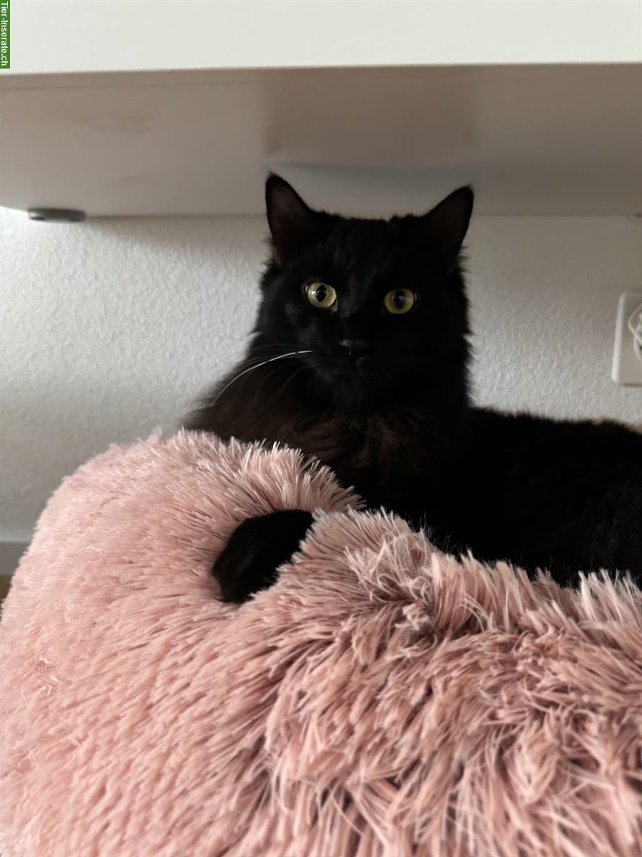 Bild 3: 2 Kater (Brüder, kastriert) suchen ein Zuhause mit Freigang