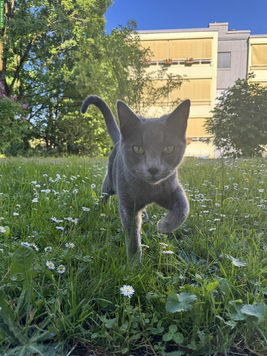 Bild 4: 2 Kater (Brüder, kastriert) suchen ein Zuhause mit Freigang