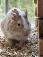 2 Degu Weibchen separat abzugeben, auch mit Glaskäfig