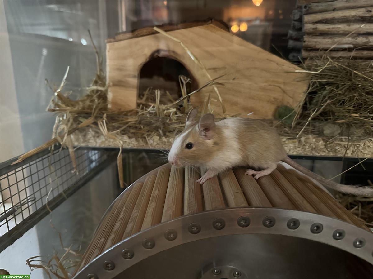 Bild 2: 2 Degu Weibchen separat abzugeben, auch mit Glaskäfig