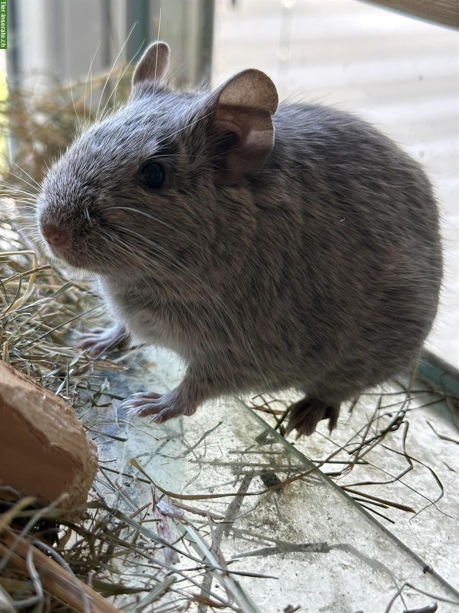 Bild 3: 2 Degu Weibchen separat abzugeben, auch mit Glaskäfig