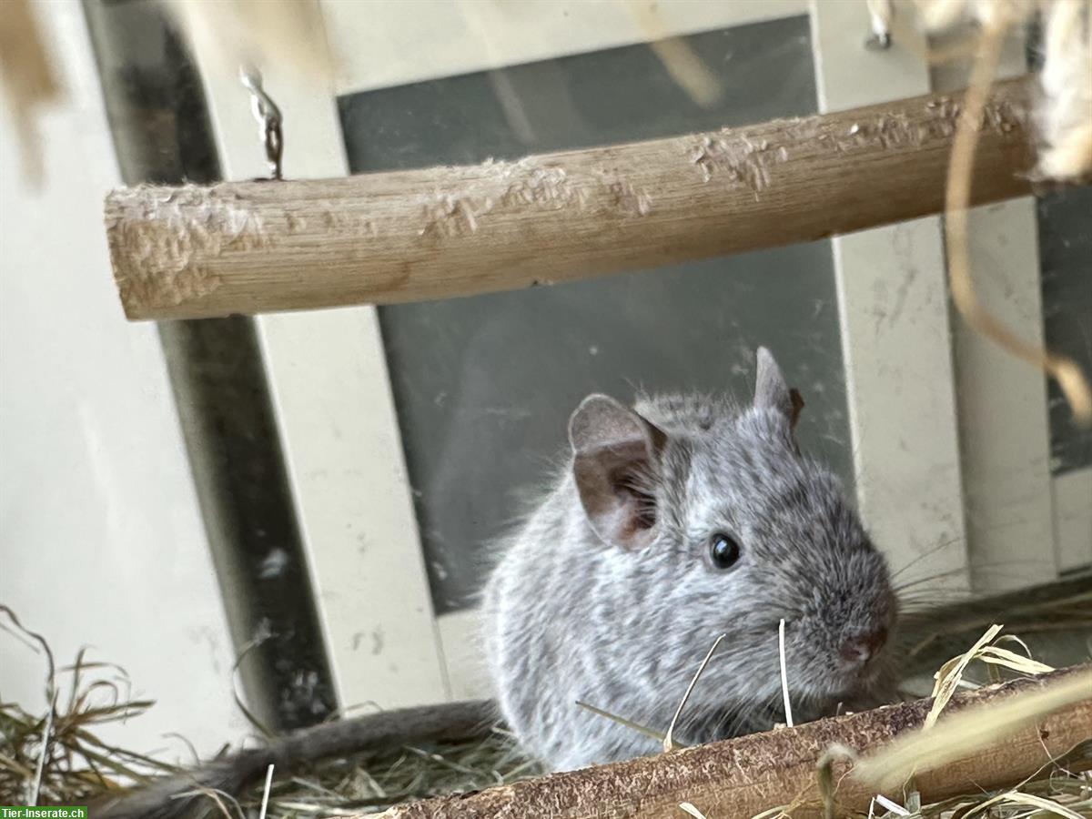 Bild 4: 2 Degu Weibchen separat abzugeben, auch mit Glaskäfig