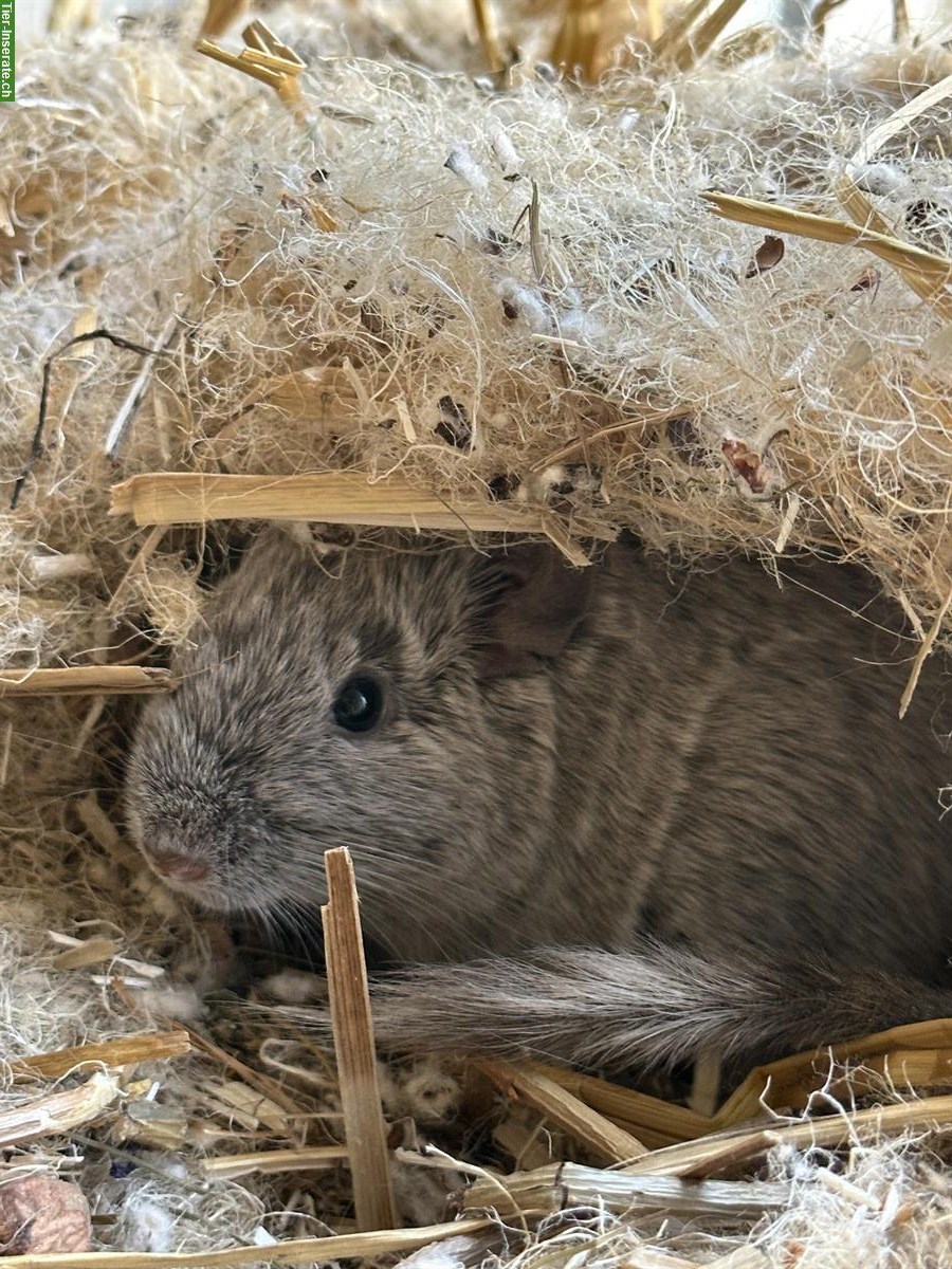 Bild 5: 2 Degu Weibchen separat abzugeben, auch mit Glaskäfig