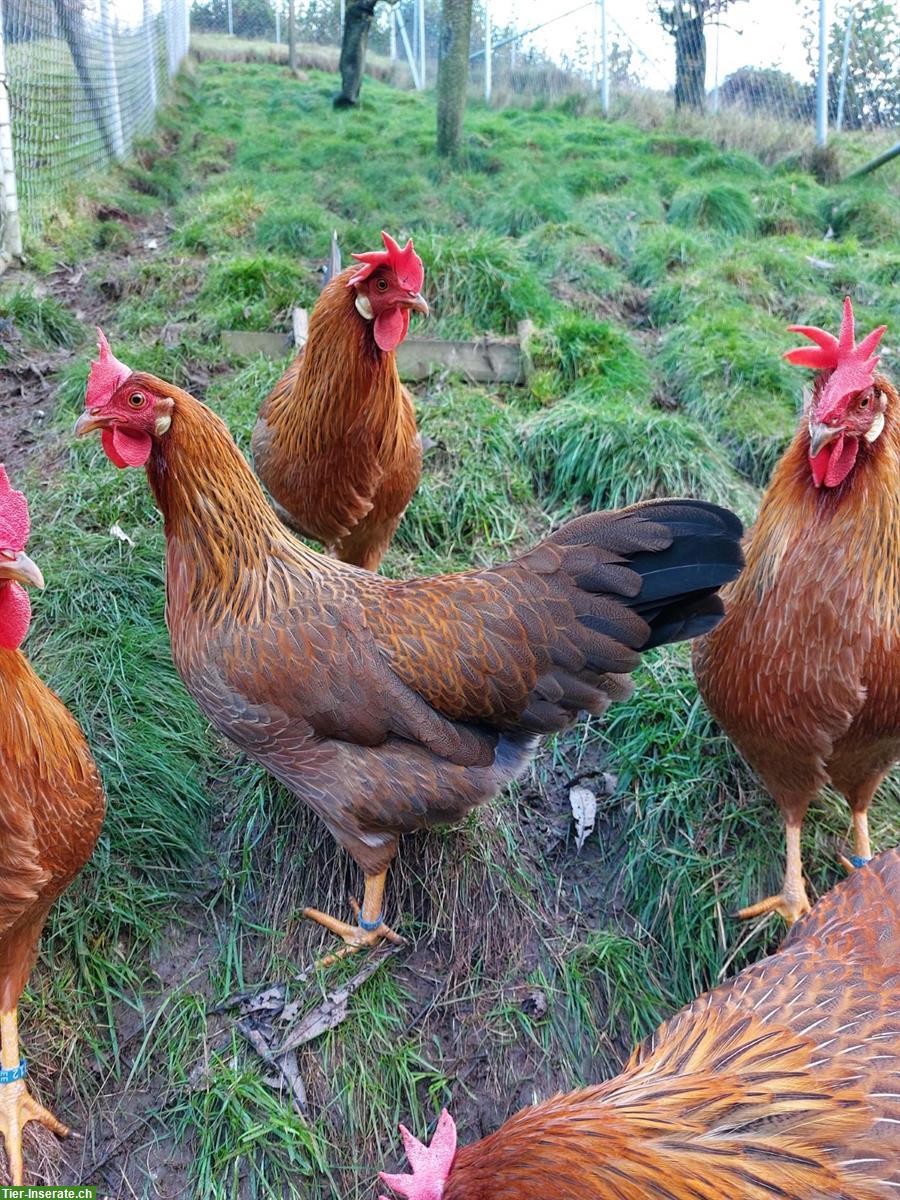 Junghennen Italiener Hühner goldfarbig und silberfarbig