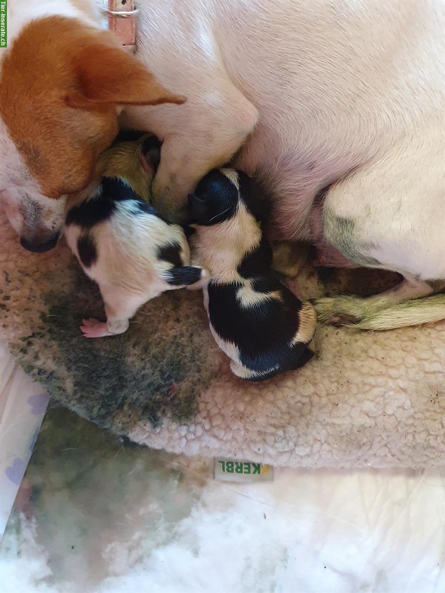 Pinscher x Chihuahua mix Welpen, Rüden