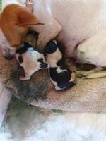 Pinscher x Chihuahua mix Welpen, Rüden