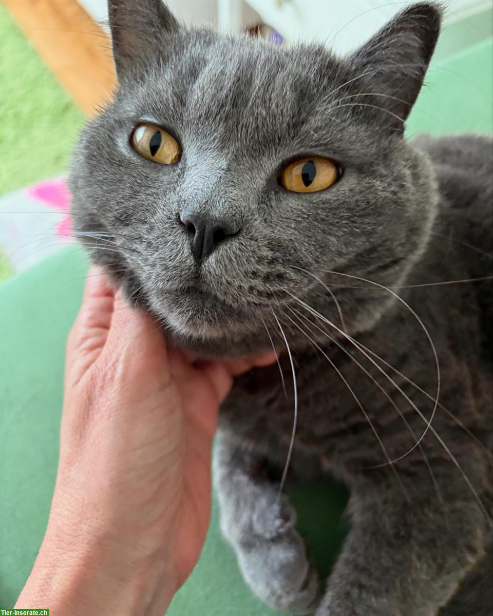 Verschmuster Kartäuser Kater, 3-jährig, kastriert