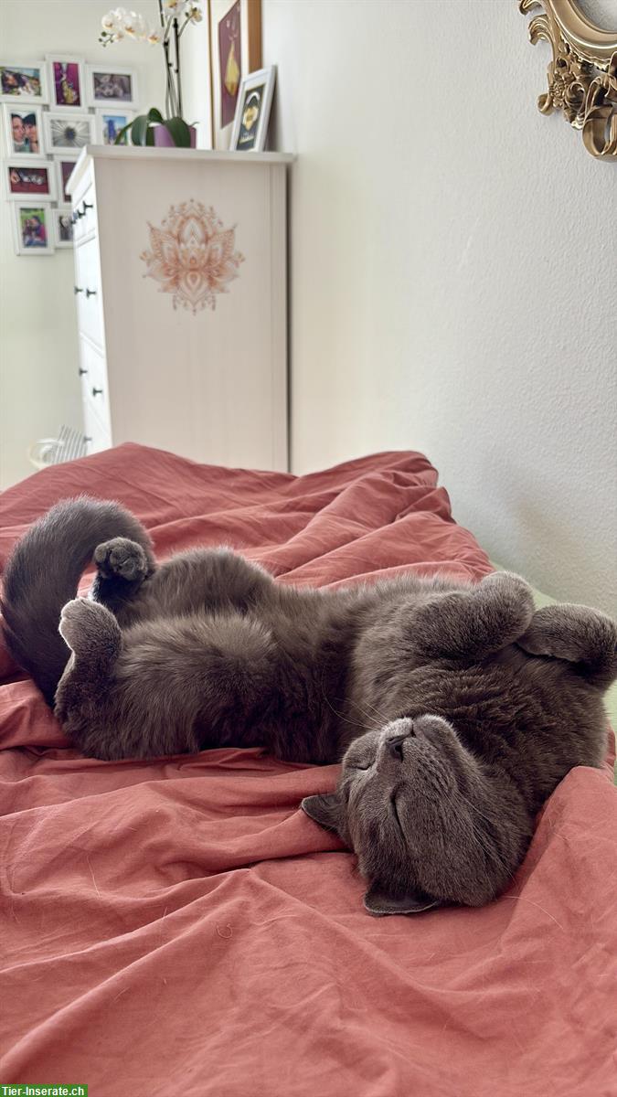 Bild 2: Verschmuster Kartäuser Kater, 3-jährig, kastriert