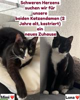 2 Europäische Hauskatzen, weiblich suchen ein Zuhause
