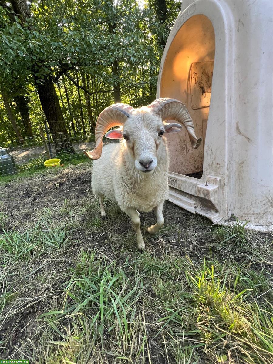 GRATIS: Ouessant Schafbock zu verschenken