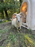 GRATIS: Ouessant Schafbock zu verschenken
