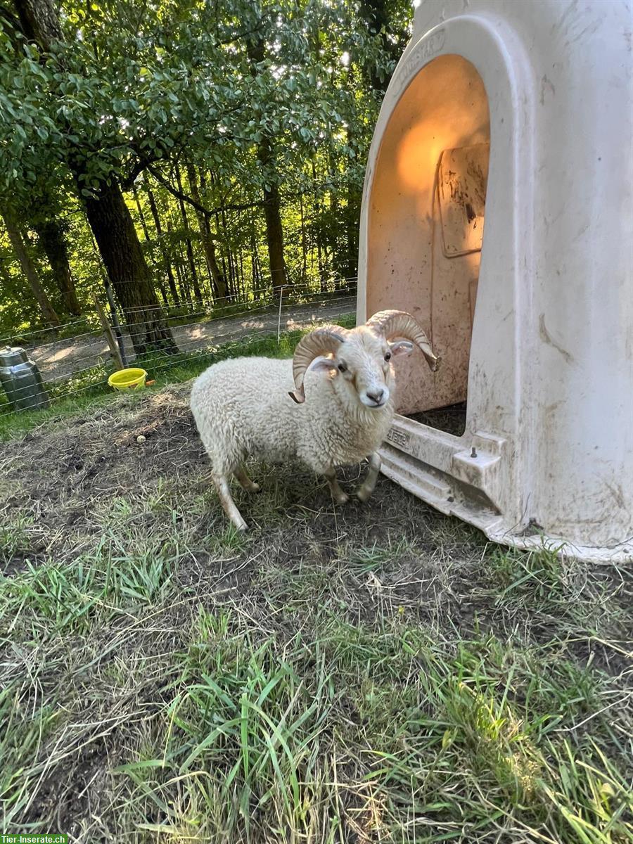 Bild 2: GRATIS: Ouessant Schafbock zu verschenken