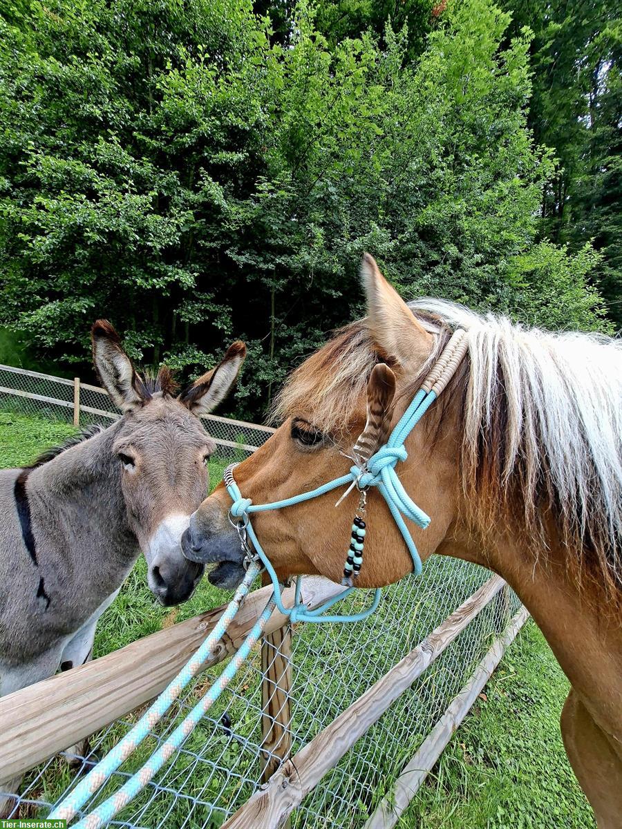 Stallplätzchen gesucht für Wallach, Nähe Ins, Berner Seeland