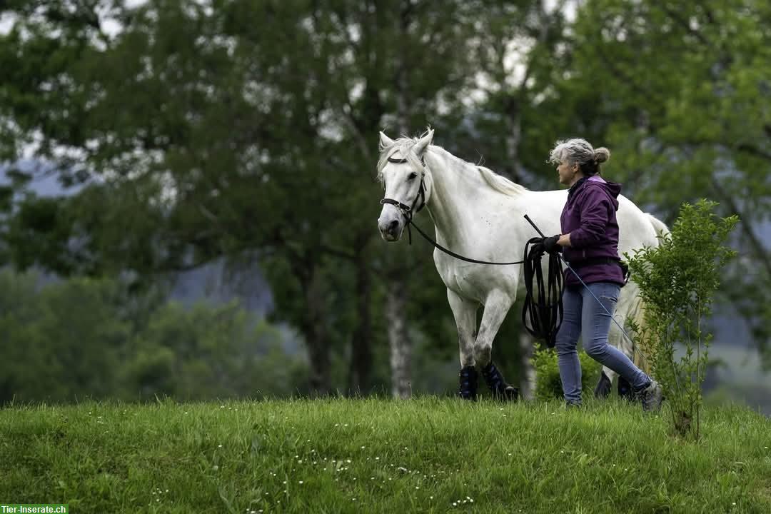 Bild 2: Biete Pflege-/Reitbeteiligung im Leimental, Leymen/F