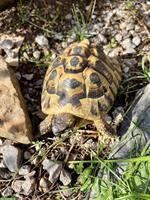 4 Griechische Landschildkröten dürfen weiterziehen
