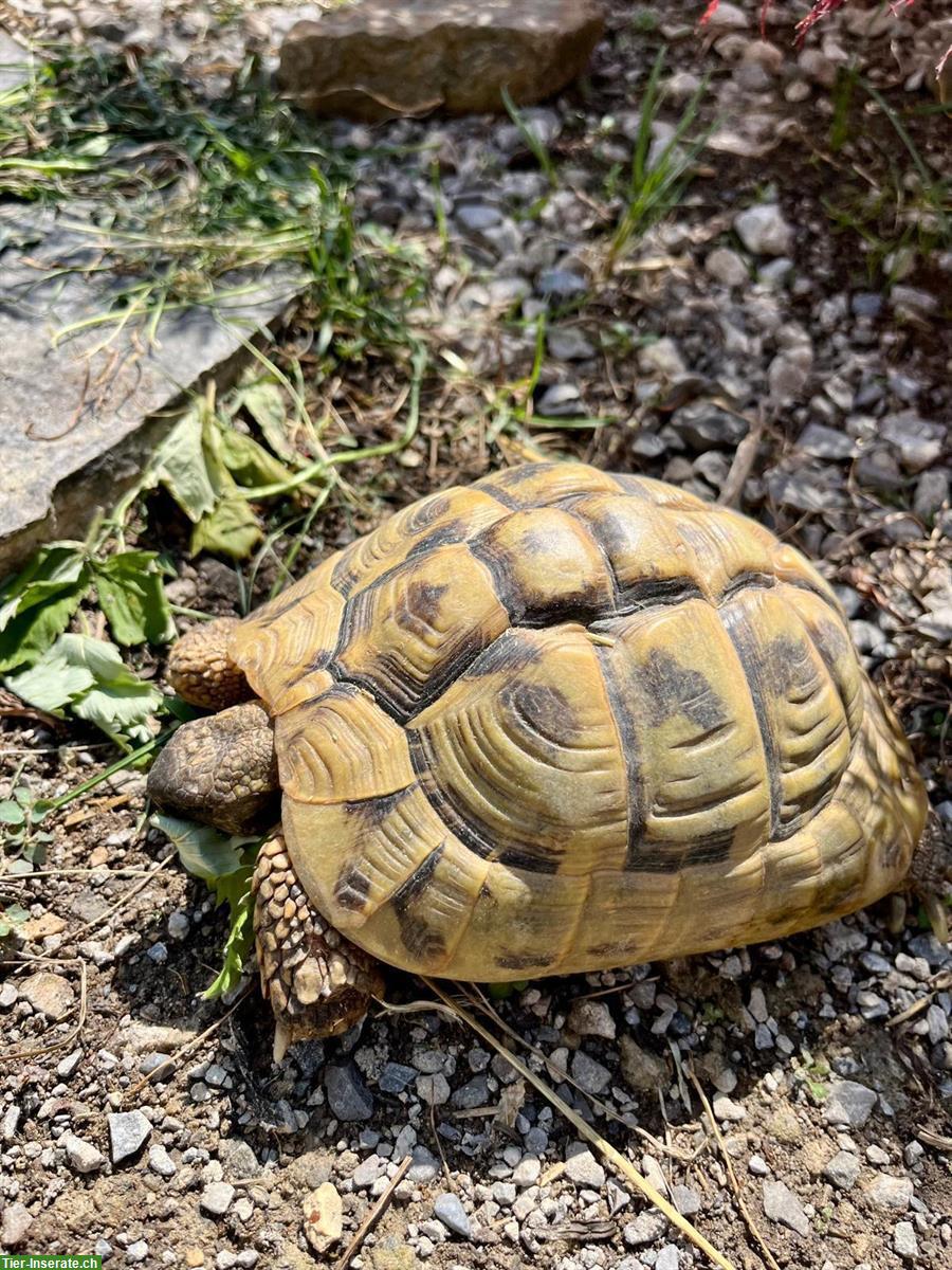Bild 2: 4 Griechische Landschildkröten dürfen weiterziehen