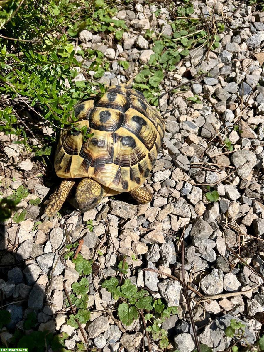 Bild 3: 4 Griechische Landschildkröten dürfen weiterziehen