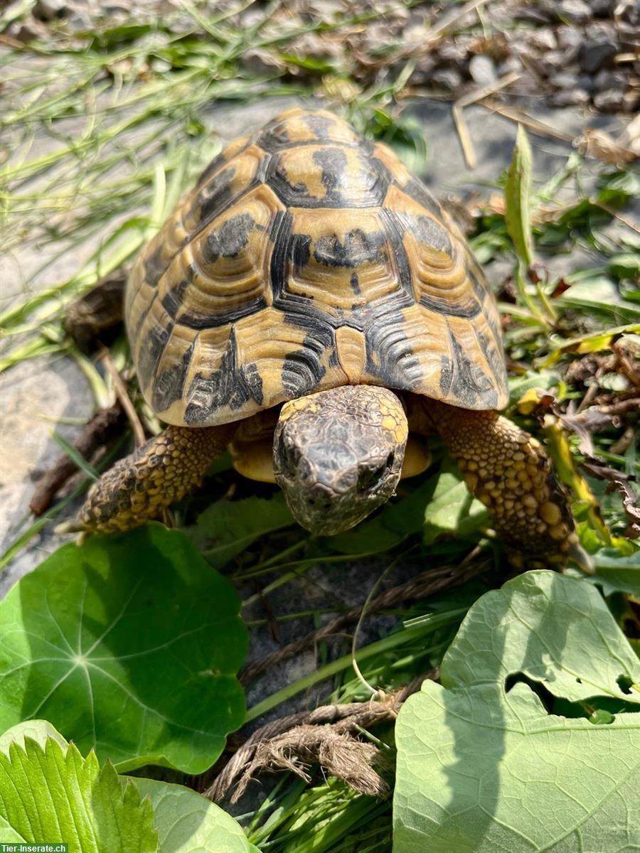 Bild 4: 4 Griechische Landschildkröten dürfen weiterziehen