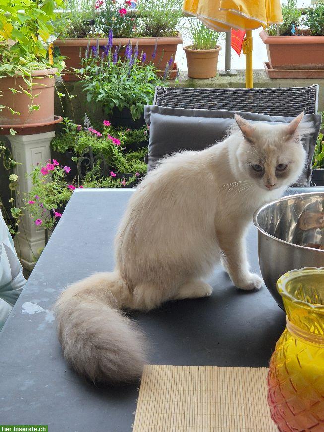 Bild 4: Neva Masquarade Jungkatzen suchen ein Zuhause