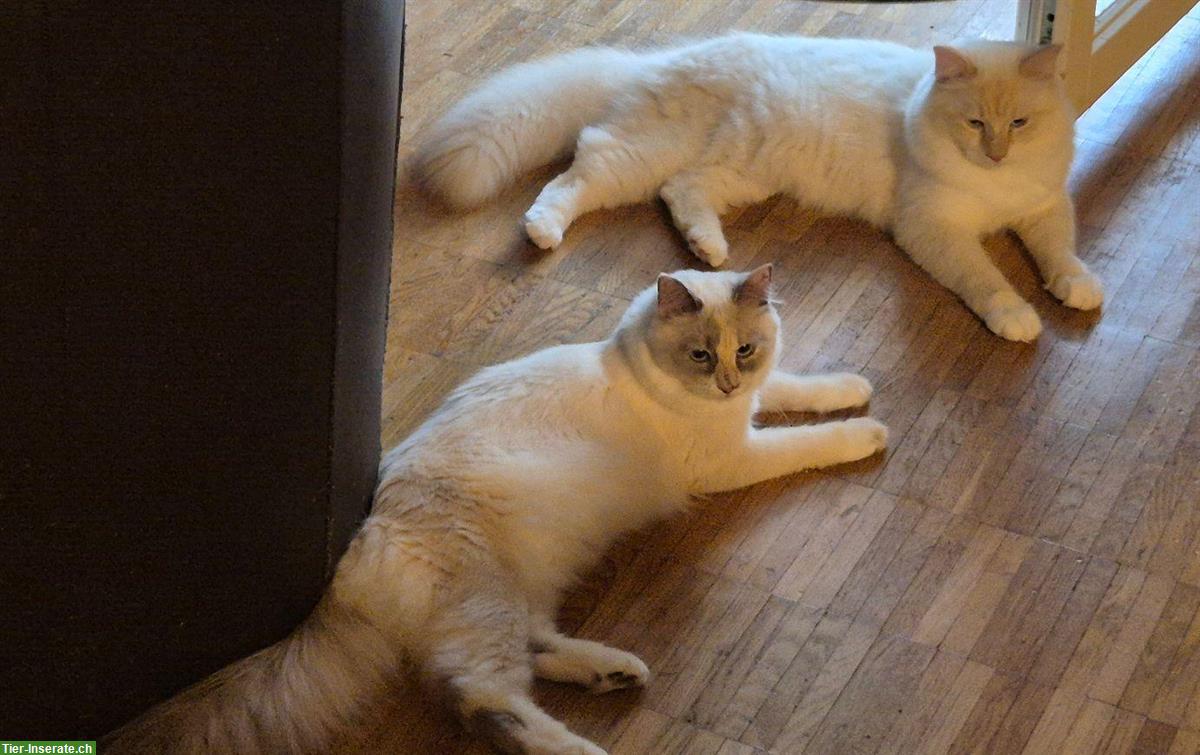 Bild 6: Neva Masquarade Jungkatzen suchen ein Zuhause