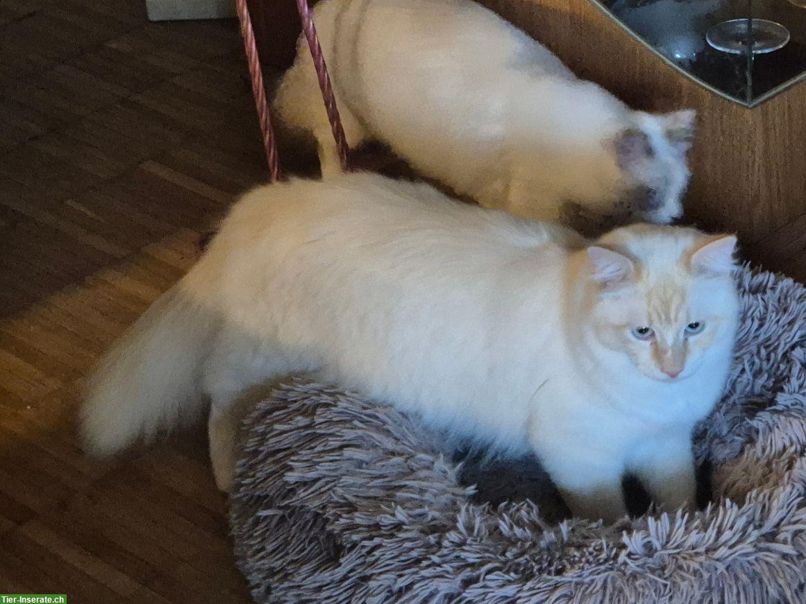 Bild 7: Neva Masquarade Jungkatzen suchen ein Zuhause