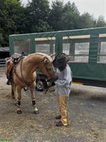 Suche Western Reitbeteiligung, 1-2 mal die Woche