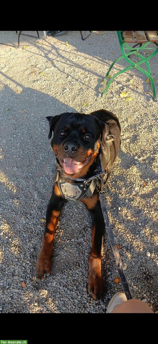 Zwei 1-jährige Rottweiler Rüden zum Abgeben