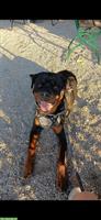 Zwei 1-jährige Rottweiler Rüden zum Abgeben