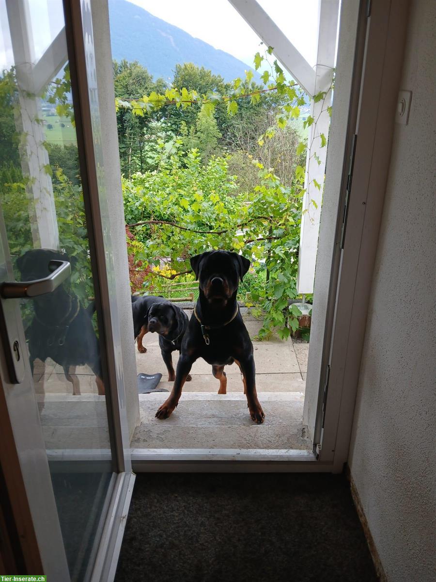 Bild 2: Zwei 1-jährige Rottweiler Rüden zum Abgeben